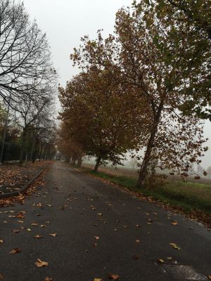 Verde pubblico trascurato per anni, ora Calcinato paga un conto salato