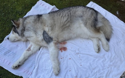 In canile i due rottweiler fuori controllo che avevano aggredito un husky