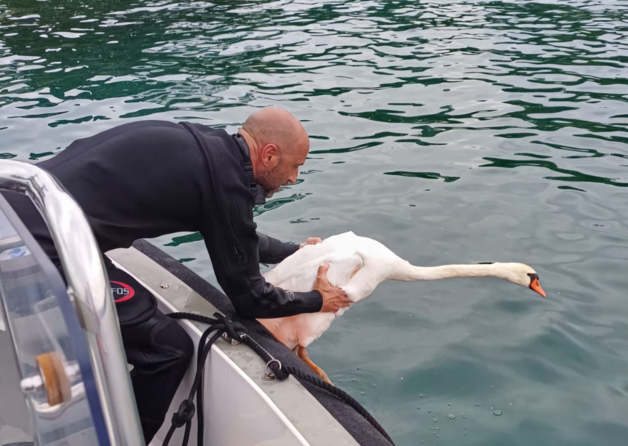 Un grido d’aiuto per il Lago di Garda: la raccolta fondi del WWF per salvare la biodiversità