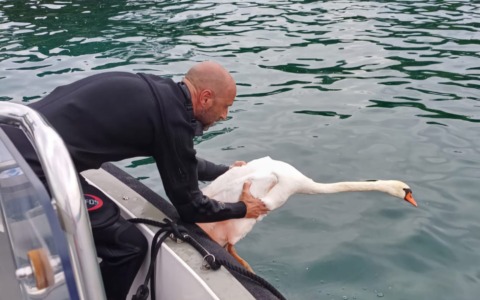 Un grido d’aiuto per il Lago di Garda: la raccolta fondi del WWF per salvare la biodiversità