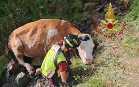 Bovino finisce in un dirupo: l’intervento di recupero a Ponte di Legno