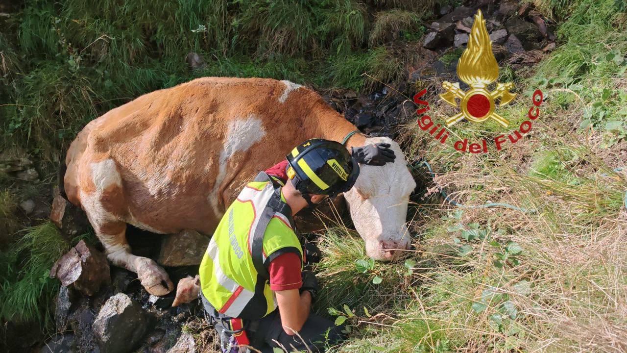 Bovino finisce in un dirupo: l’intervento di recupero a Ponte di Legno