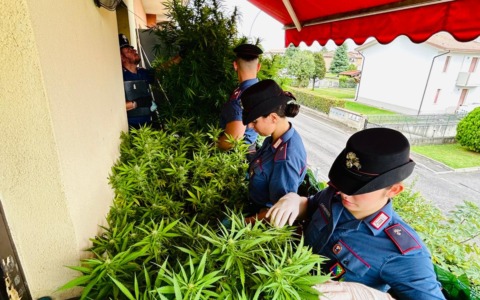 Coltivava marijuana sul balcone: arrestato pregiudicato 66enne