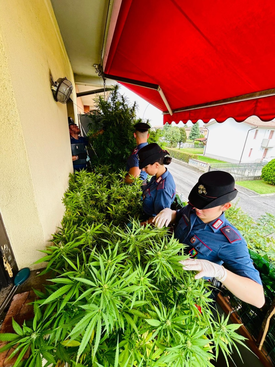 Coltivava marijuana sul balcone: arrestato pregiudicato 66enne
