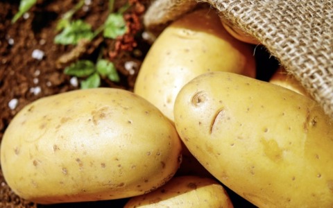 Coltivazione della patata: nel Bresciano si conferma un’eccellenza agricola