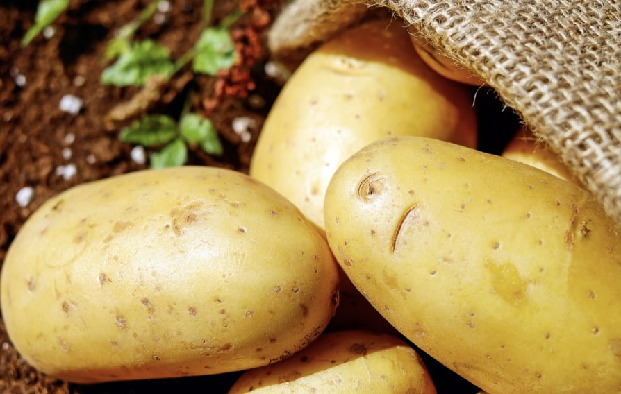 Coltivazione della patata: nel Bresciano si conferma un’eccellenza agricola