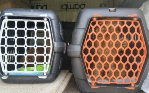 Cuccioli di cane e gatto in gabbie nascoste in un autobus straniero: la scoperta della Polizia Stradale