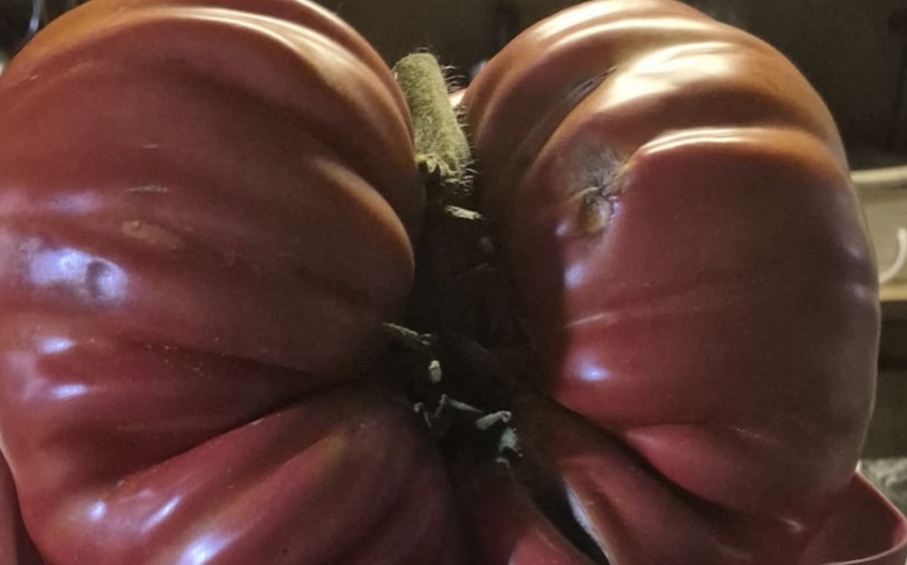 Un cuore (di bue) da 2 chili e mezzo