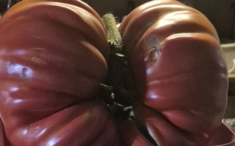 Un cuore (di bue) da 2 chili e mezzo