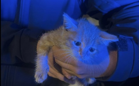 Gattino sta per essere investito sulla statale: salvato dalla Polizia Locale