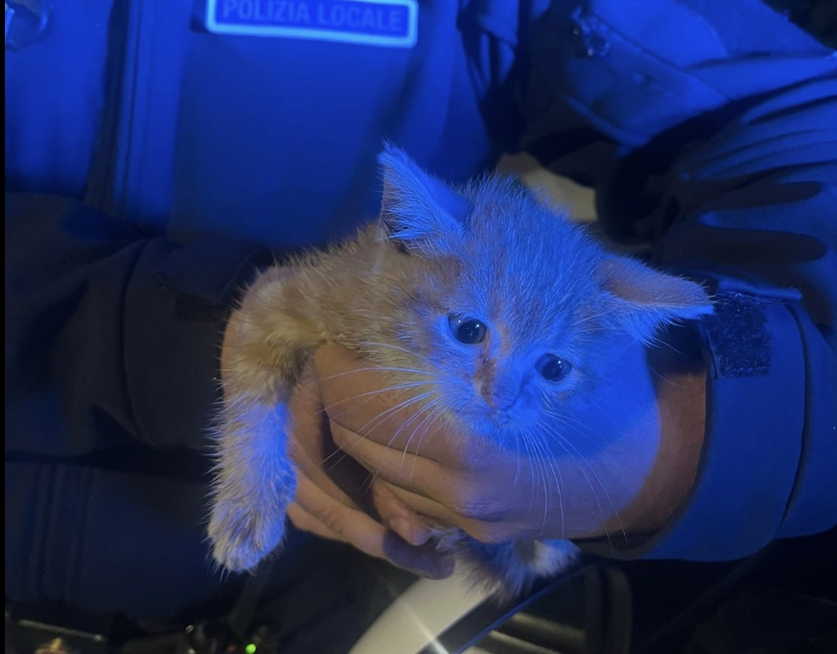 Gattino sta per essere investito sulla statale: salvato dalla Polizia Locale