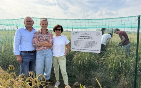 Raccolto il primo riso ottenuto con le TEA
