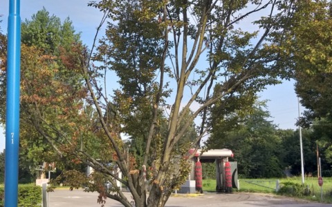 Alberature di via Labirinto: al via il rinnovo nei prossimi giorni