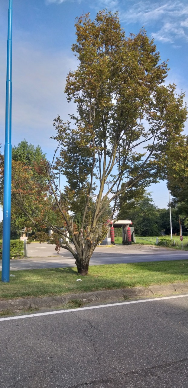 Alberature di via Labirinto: al via il rinnovo nei prossimi giorni