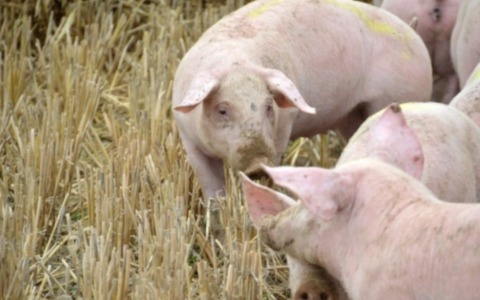 Peste suina e allentamento delle restrizioni per il futuro delle imprese suinicole