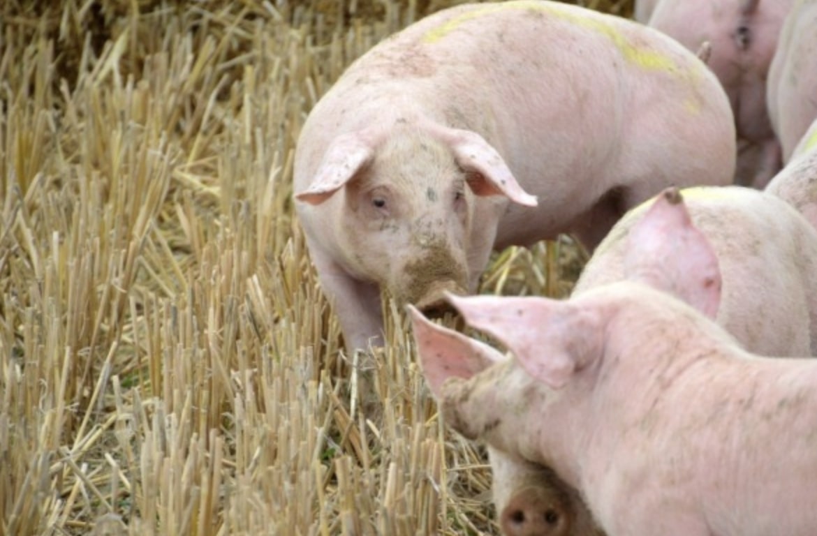 Peste suina e allentamento delle restrizioni per il futuro delle imprese suinicole