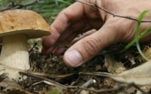 Vanno per funghi ma perdono l’orientamento: interviene il Cnsas in località Degna