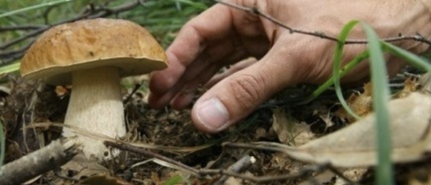 Vanno per funghi ma perdono l’orientamento: interviene il Cnsas in località Degna