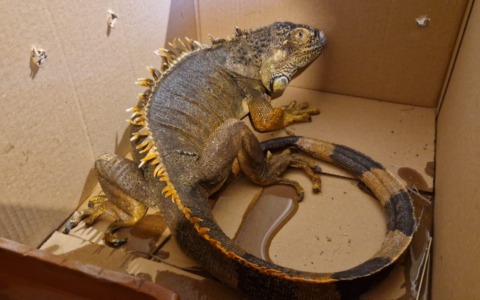 Iguana tra i campi di Sedena: paura e lieto fine con i volontari del Wwf