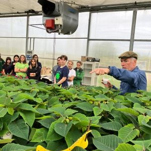 All’Agraria Bonsignori gli insetti lavorano per salvare le stelle di Natale