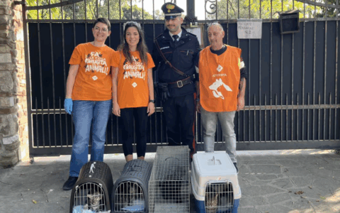 Abbandonati al campo nomadi dopo l’omicidio:  cani e gatti cercano  una famiglia