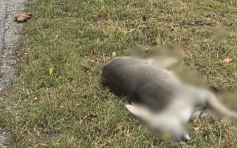 Auto investe un capriolo ad Agnosine: stava attraversando la strada