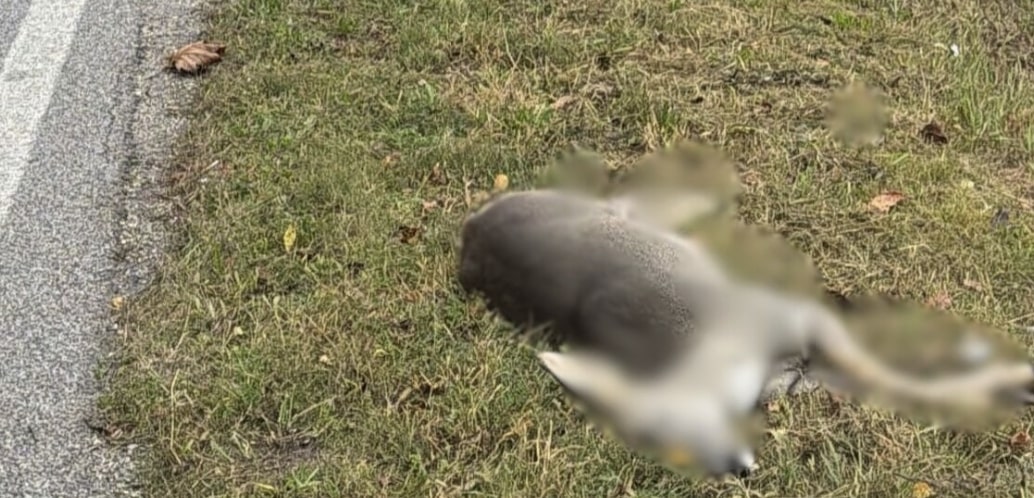 Auto investe un capriolo ad Agnosine: stava attraversando la strada