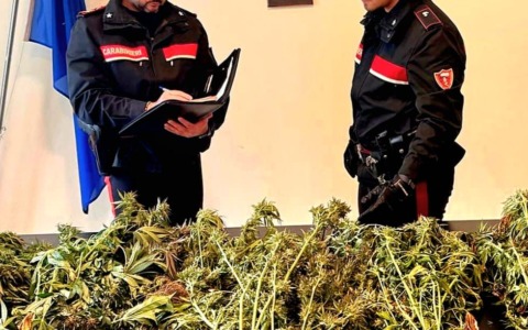 Canapa in giardino: sequestrate otto piante a Salò