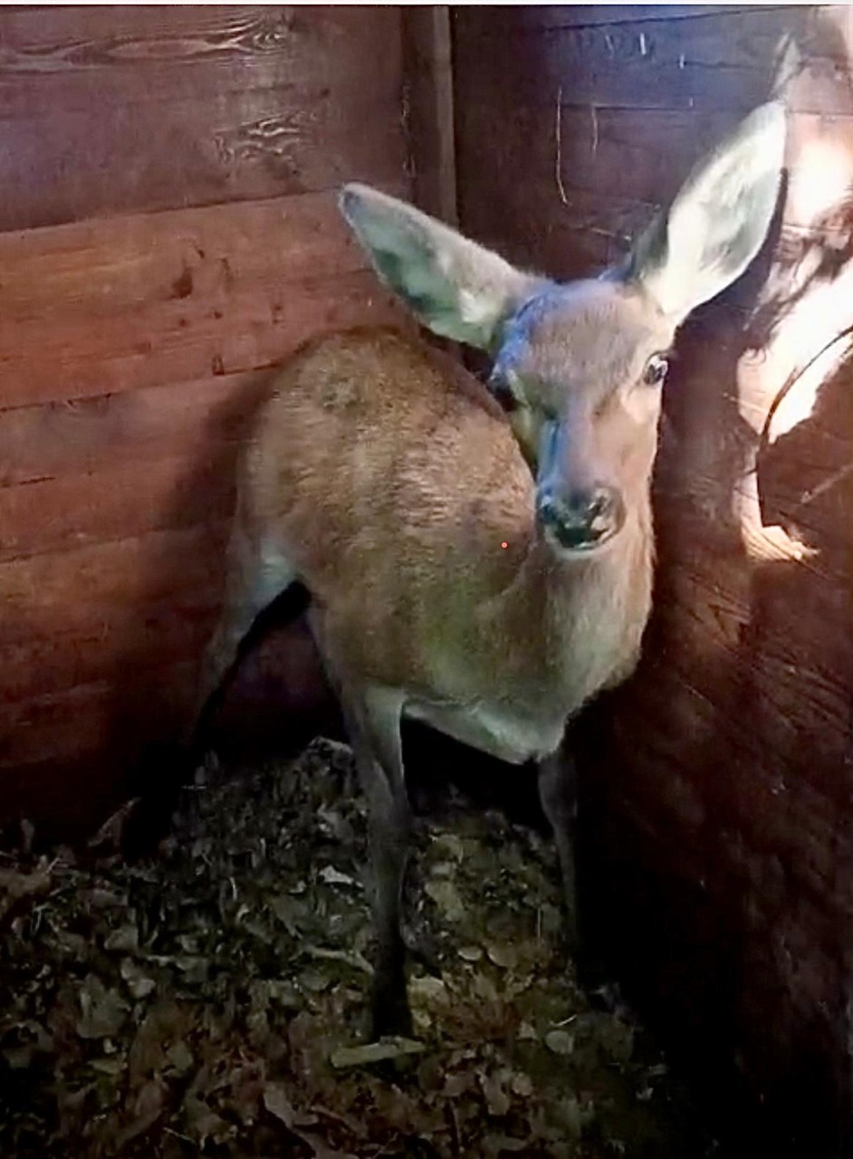 Cervo rimane impigliato nella rete metallica, tratto in salvo ora è in convalescenza