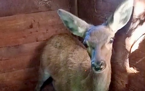 Cervo rimane impigliato nella rete metallica, tratto in salvo ora è in convalescenza