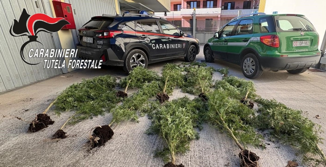 Piantagione di canapa nel bosco: la scoperta dei Carabinieri Forestali