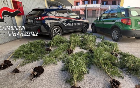 Piantagione di canapa nel bosco: la scoperta dei Carabinieri Forestali