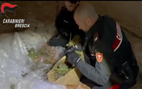 Sette chili di marijuana nell’appartamento in ristrutturazione: denunciati due minori