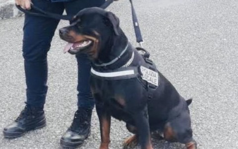La Polizia Locale dice addio ad Elsa, il cane antidroga