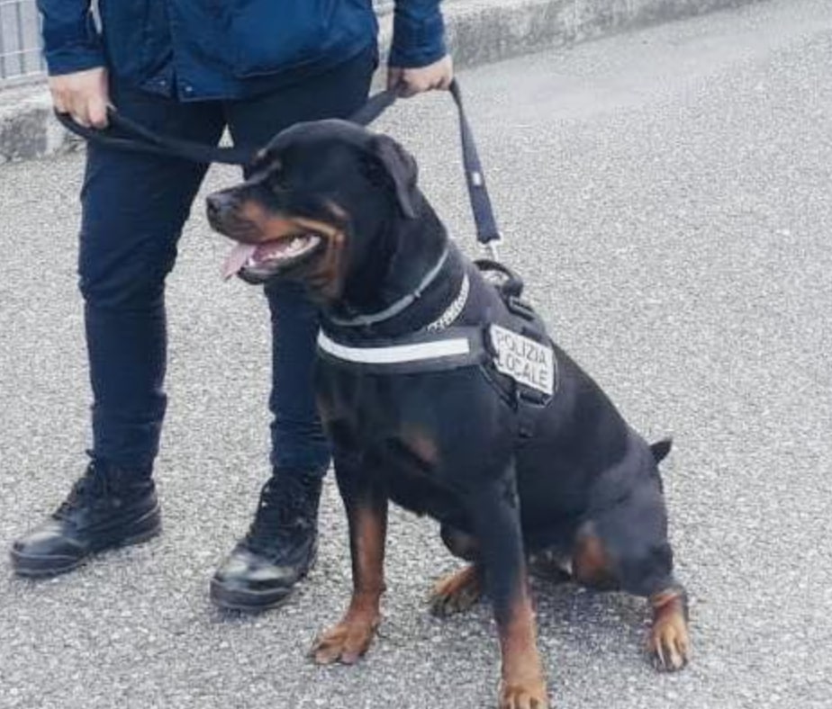 La Polizia Locale dice addio ad Elsa, il cane antidroga