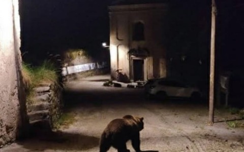 Un orso in strada a Lavenone, ma è creato con l’intelligenza artificiale