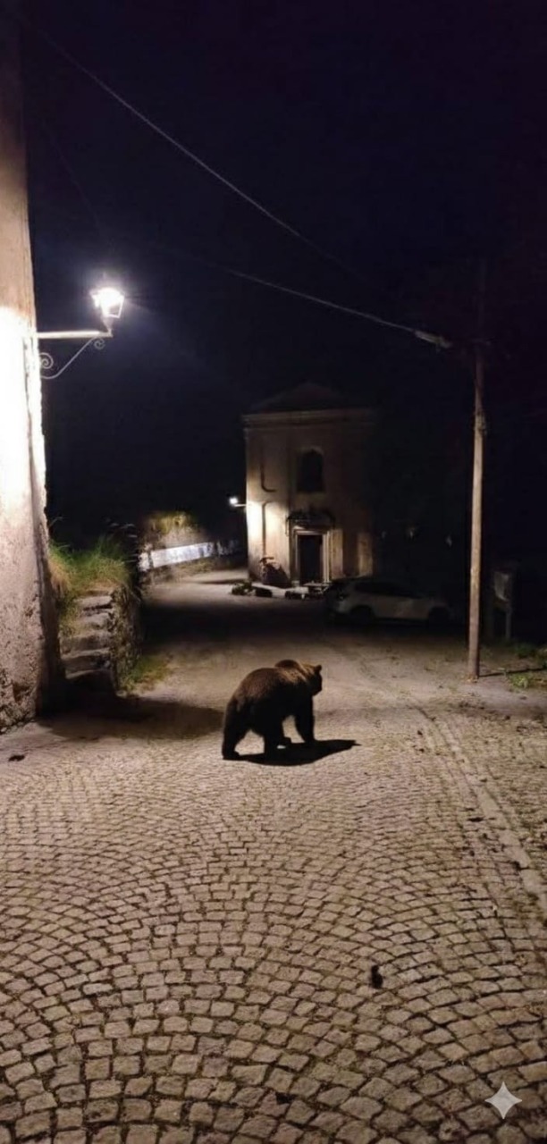 Un orso in strada a Lavenone, ma è creato con l’intelligenza artificiale