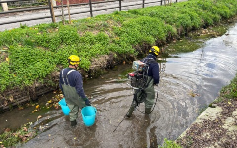 Oltre mille pesci salvati in vista dei lavori sui corsi d’acqua Gheda e Molinara