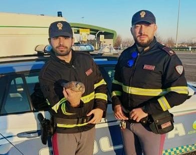 Gheppio ferito in Brebemi: lo salvano gli agenti della Polizia Stradale di Chiari