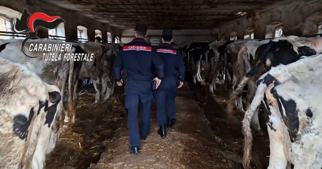 Allevamento di bovini: strutture fatiscenti e gravi carenze igieniche, denunciato il titolare