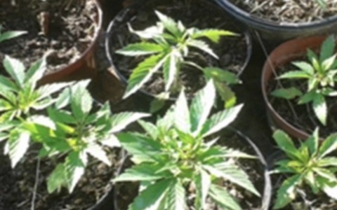 Fermato in auto con hashish: scatta la denuncia e patente ritirata