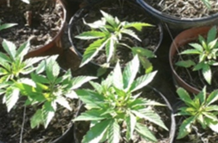 Fermato in auto con hashish: scatta la denuncia e patente ritirata