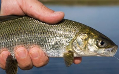 Lago di Garda: nel 2026 torna il coregone