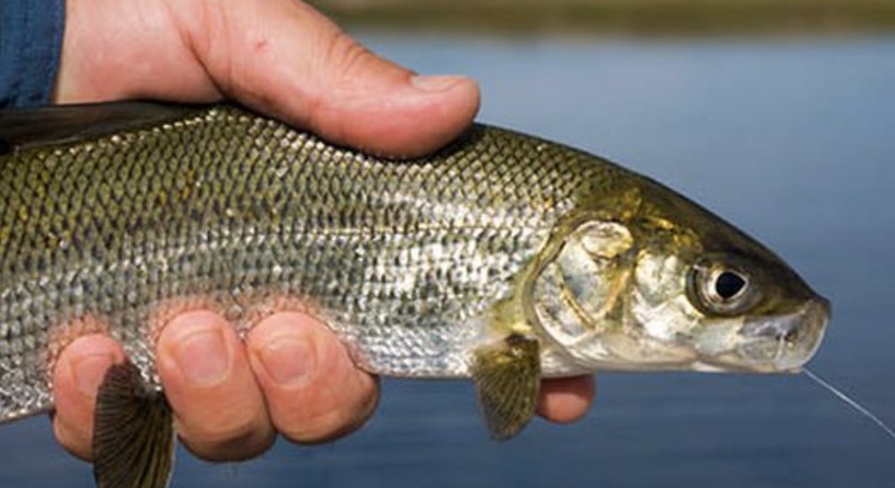 Lago di Garda: nel 2026 torna il coregone