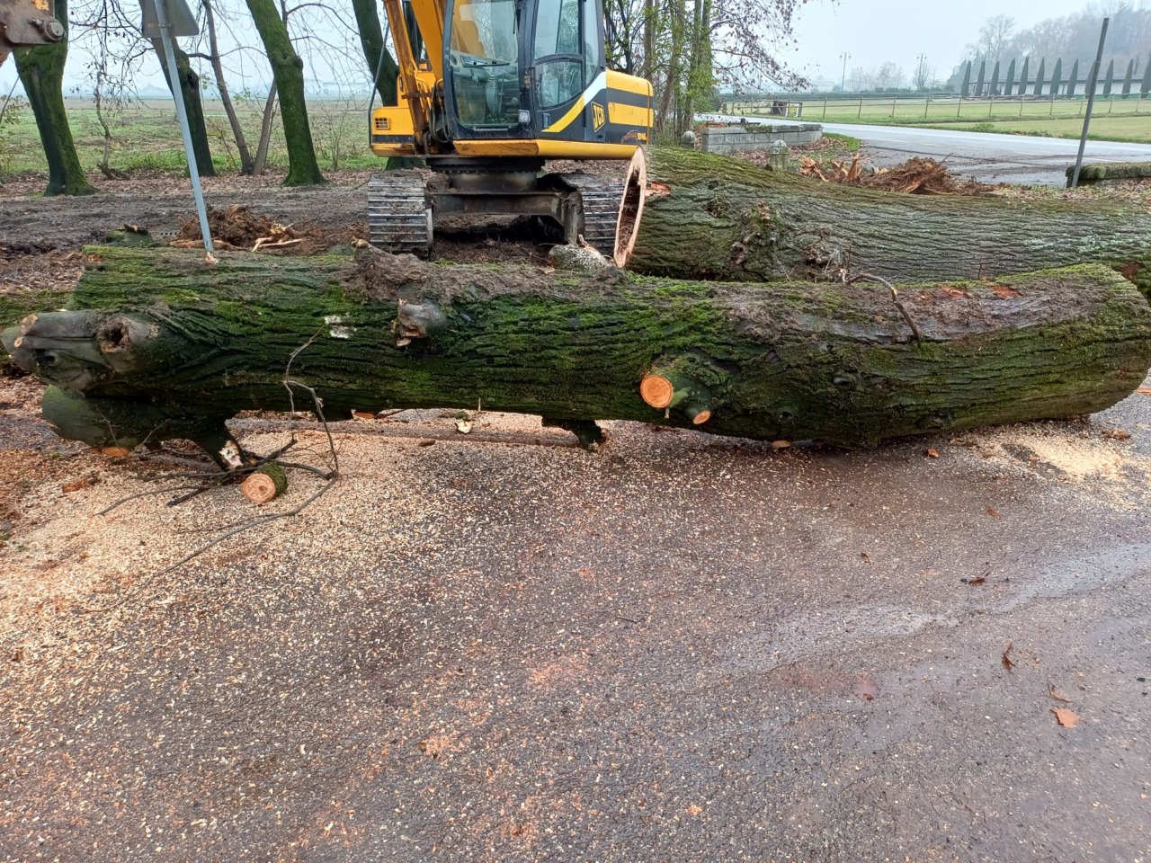 Via i tigli ammalorati: presto saranno sostituiti