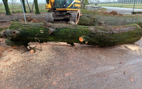 Via i tigli ammalorati: presto saranno sostituiti