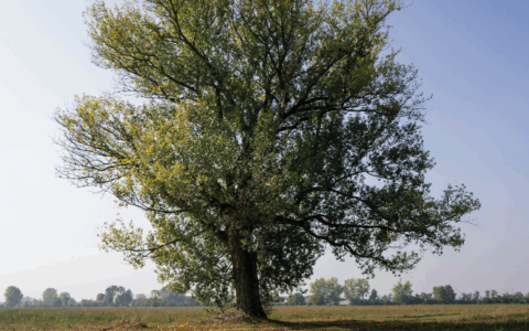 I Matusalemme dei nostri parchi