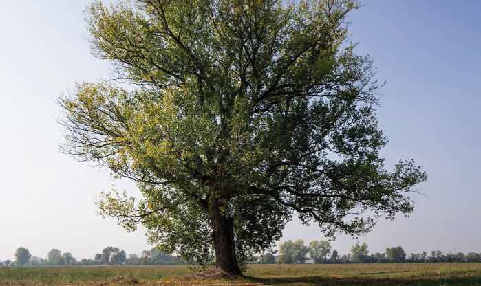 I Matusalemme dei nostri parchi