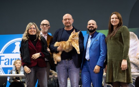 Esposizione Internazionale felina di Padova: il gatto più bello del mondo è il bresciano Abarth