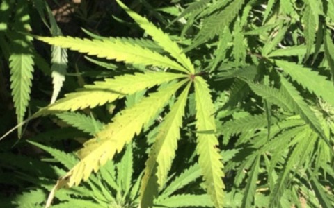 Nasconde nel furgone marijuana pronta per lo spaccio: scatta la denuncia per un 60enne
